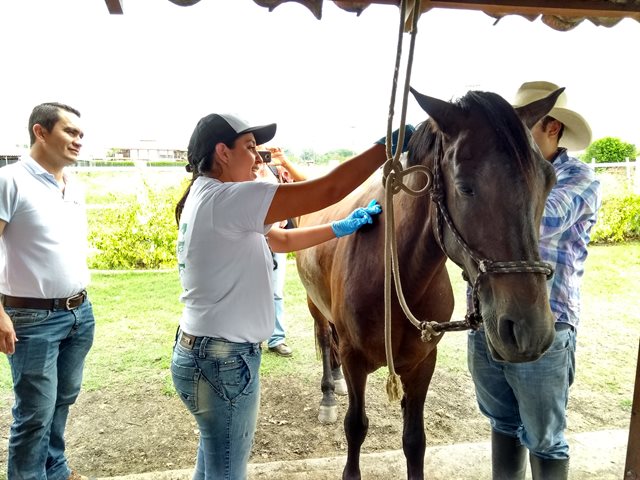 Los équidos en el Valle del Cauca gozan de buena salud