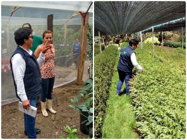 Visitas a viveros en Boyacá. 