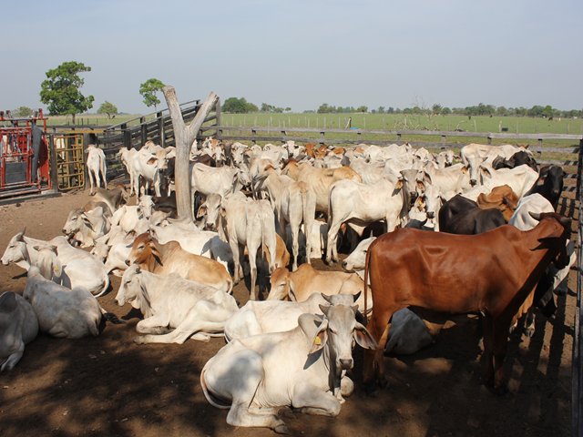 ICA recomienda sacrificio de animales decomisados en La Guajira.