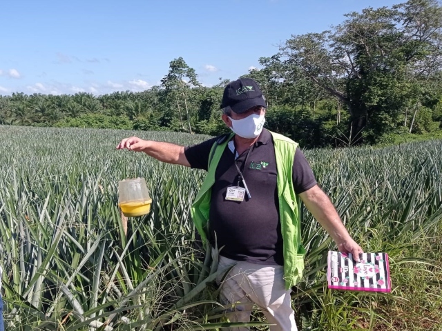 Monitero mosca de la fruta 