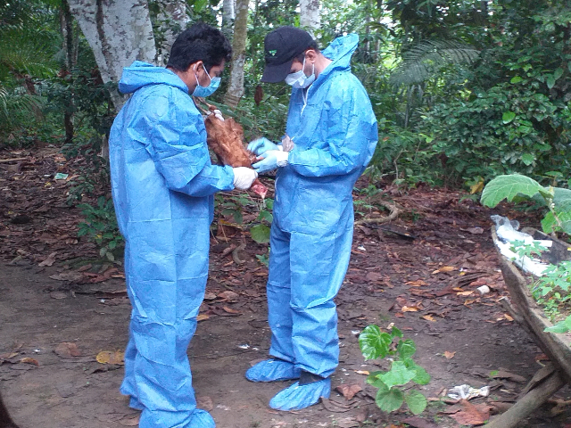 Toma de muestras a predios avícolas del Guaviare
