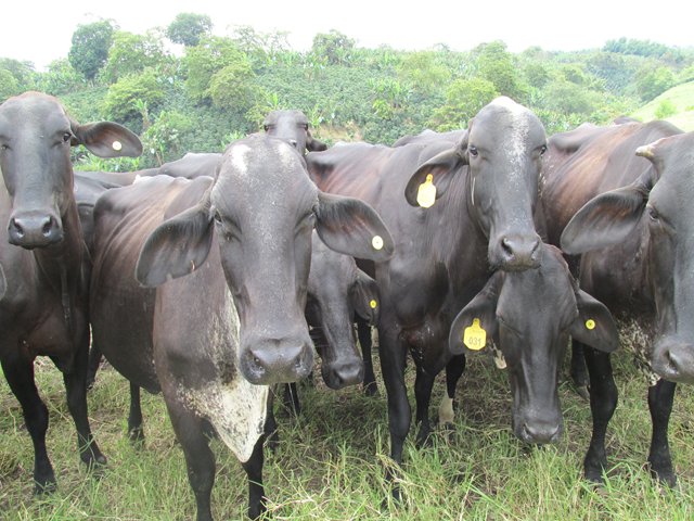 El 17 de diciembre termina segundo ciclo de vacunación contra la fiebre aftosa y la brucelosis bovina 