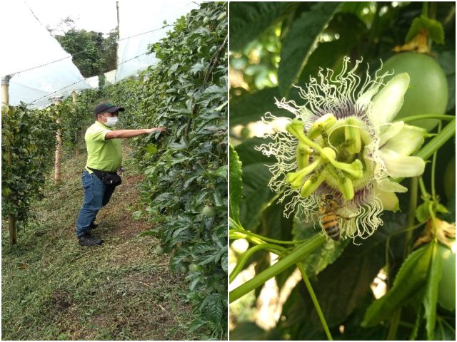 Productores del Tolima se interesan en recibir el registro de predio exportador