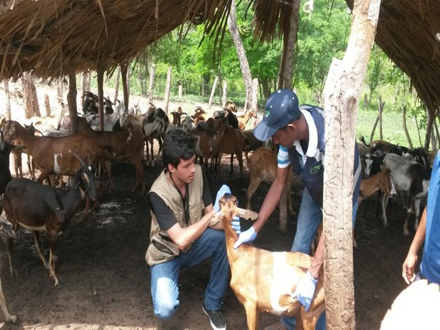 El ICA atendió notificaciones por muerte de ovinos y caprinos en comunidades indígenas de La Guajira