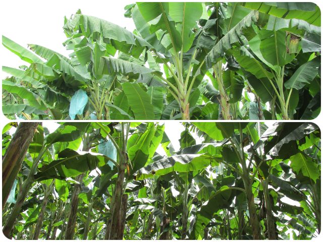Cultivos de plátano y banano en Huila son libres de Fusarium R4T