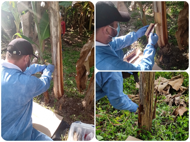 En canoa por el río Guaviare el ICA visita predios de productores de plátano y banano