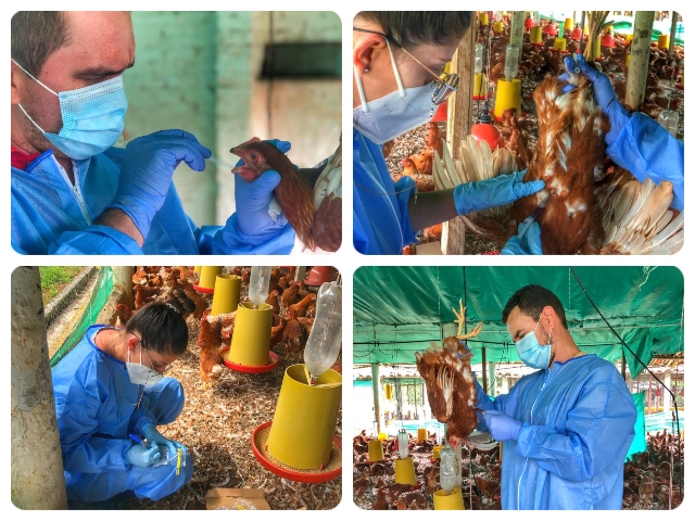 En el Valle del Cauca, el ICA realizó muestreo y vigilancia activa en aves que serán entregadas al programa de seguridad alimentaria 