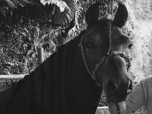 El ICA adopta medidas sanitarias para “blindar” la Feria de las Flores 