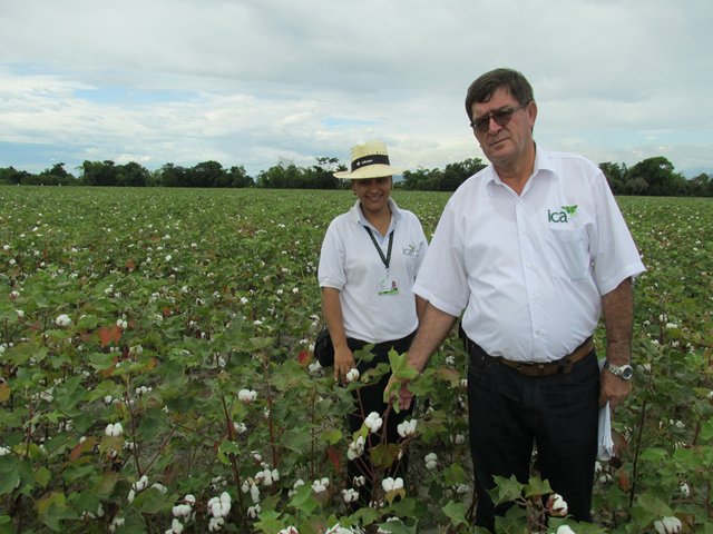 El ICA emite Resolución para inicio de temporada algodonera en el Tolima