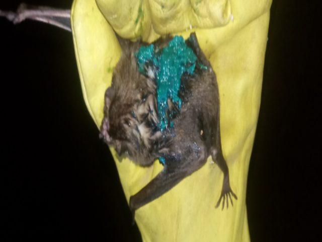 El ICA realizó control de murciélagos hematófagos en Caquetá