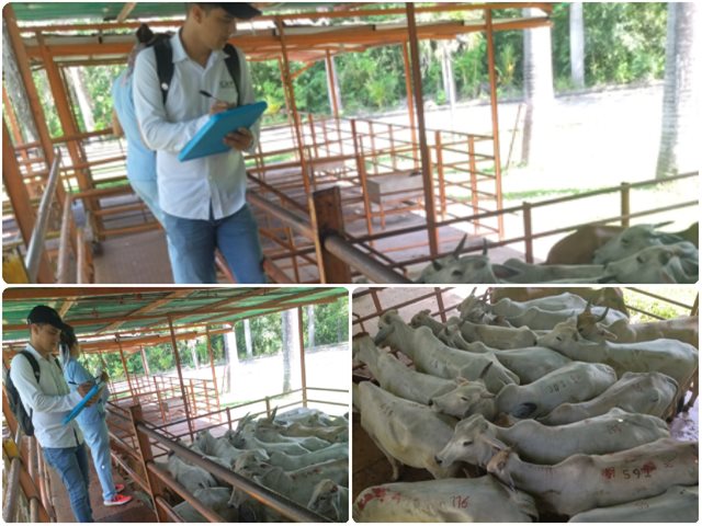 Supervisión a Plantas de Beneficio y/o Frigoríficos en el Municipio de Arauca, departamento de Arauca