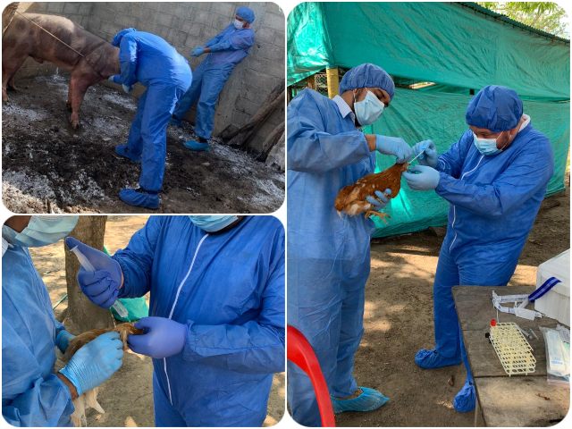 Vigilancia epidemiológica en animales 