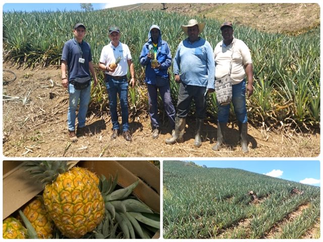 El ICA inspecciona los cultivos de piña en el Cauca 