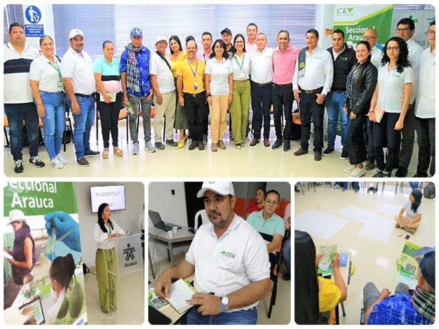El ICA define estrategias para proteger cerca de 36 mil hectáreas de plátano hartón y de otras variedades, en Arauca 