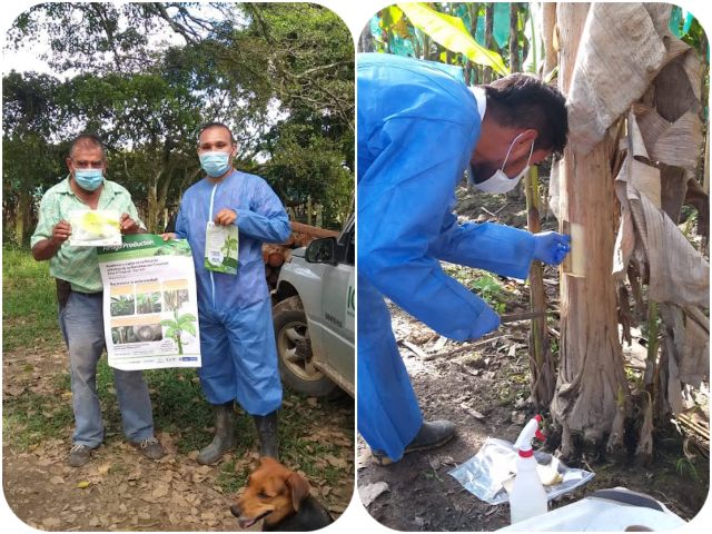 : Muestreo plantaciones de plátano y banano del Meta