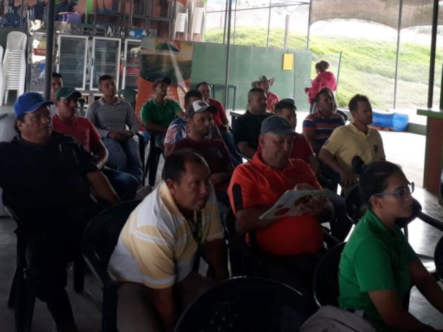 Intensifican medidas para el control de la mosca de la piña en Santander
