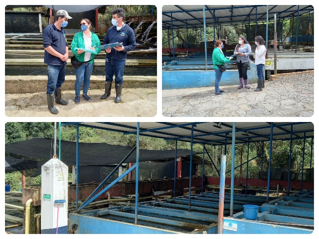Con predios bioseguros, avanza la producción de trucha en Cundinamarca 