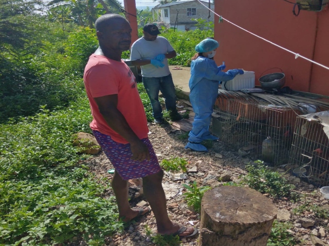 El ICA trabaja para salvaguardar la sanidad avícola de San Andrés y Providencia 