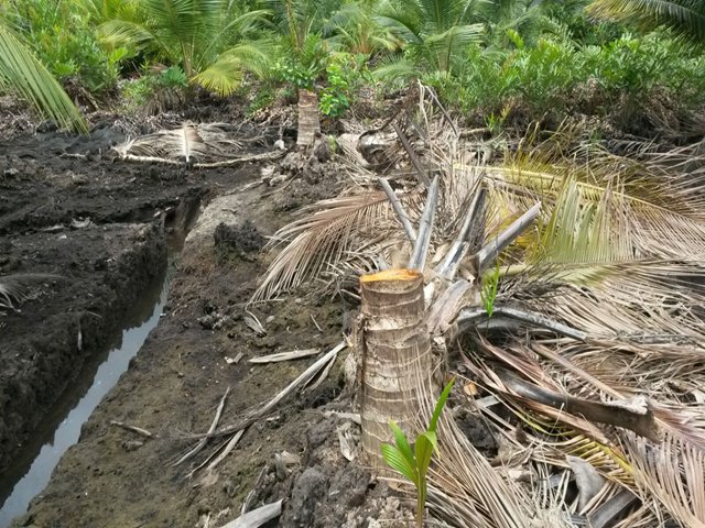 La costa pacífica  nariñense  se beneficia  con la erradicación de más de 311 mil palmas de coco afectadas por anillo rojo y porroca