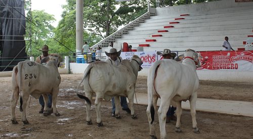 foto-ica-archivo-feria-ganadera-2.jpg