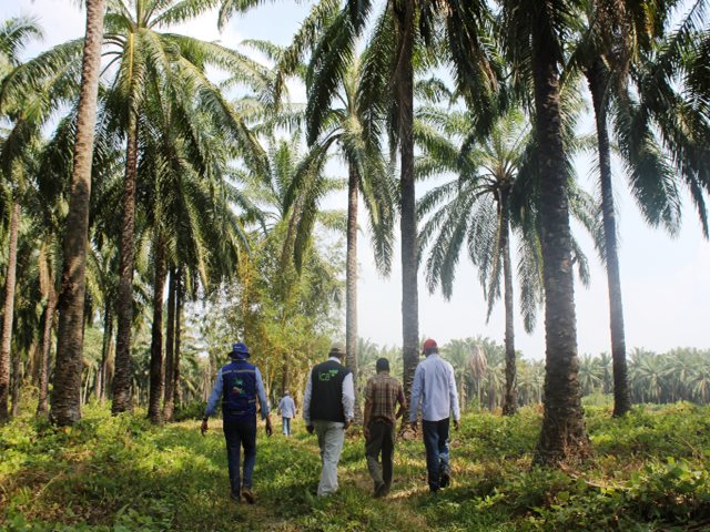Proyecto de resolución para actualizar las plagas de control oficial y medidas fitosanitarias en la palma de aceite 