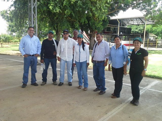 Buenas prácticas agrícolas, eje estratégico en la exportación de mango a Canadá