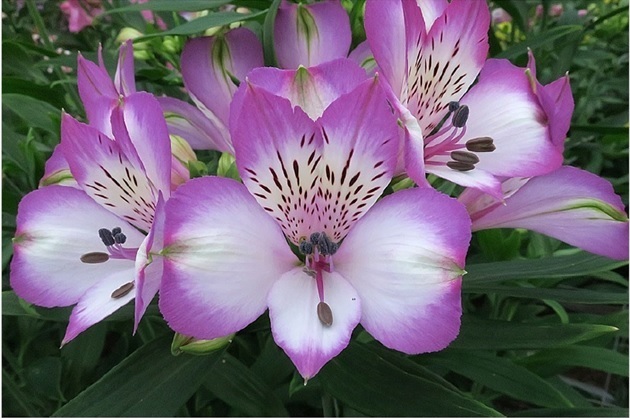 Imagen de Inicio del sitio - Flor