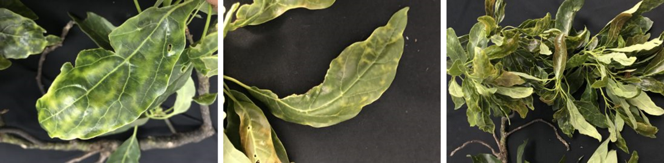 Sintomas-asociados-a-Xylella-fastidiosa-en-aguacate.png