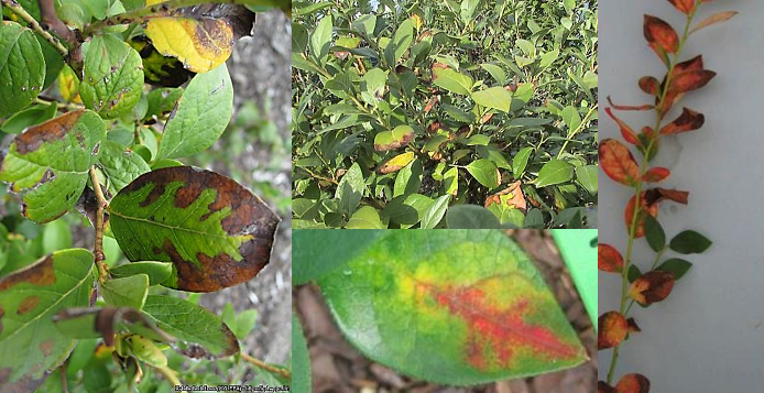 Sintomas-asociados-a-Xylella-fastidiosa-en-arandanos.png