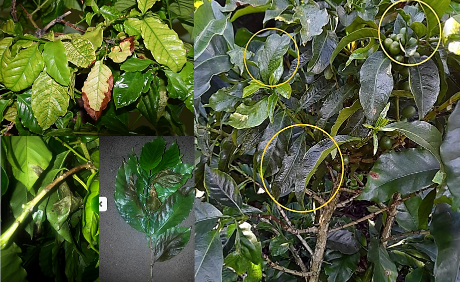 Sintomas-asociados-a-Xylella-fastidiosa-en-cafe.PNG