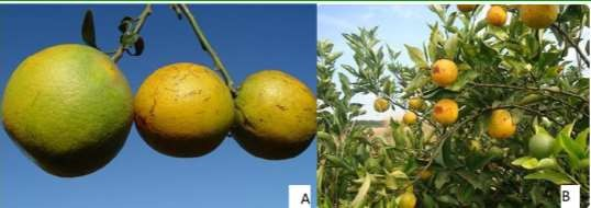 Sintomatologia-asociada-a-Xylella-2.png