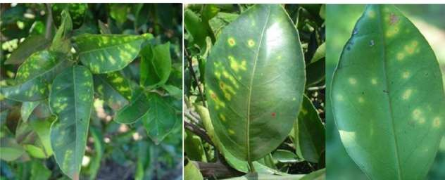 Sintomatologia-asociada-a-Xylella.png