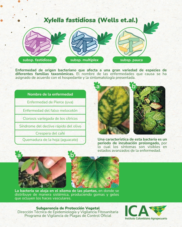 Cartilla-Xylella-Fastidiosa-1.jpg