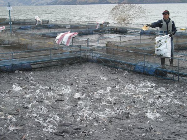 peces-ica.JPG