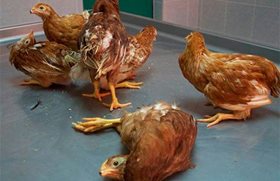 pollos-newcastle-2.jpg