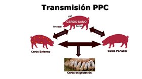ppc.jpg