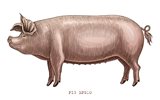 vecteezy_pig-hand-draw-vintage-engraved-style-clip-art-aislado-en_9326292.jpg