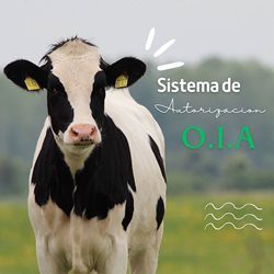 foto-OIA.jpg