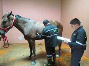 cuarentena-animal.jpg cuarentena-animal.jpg