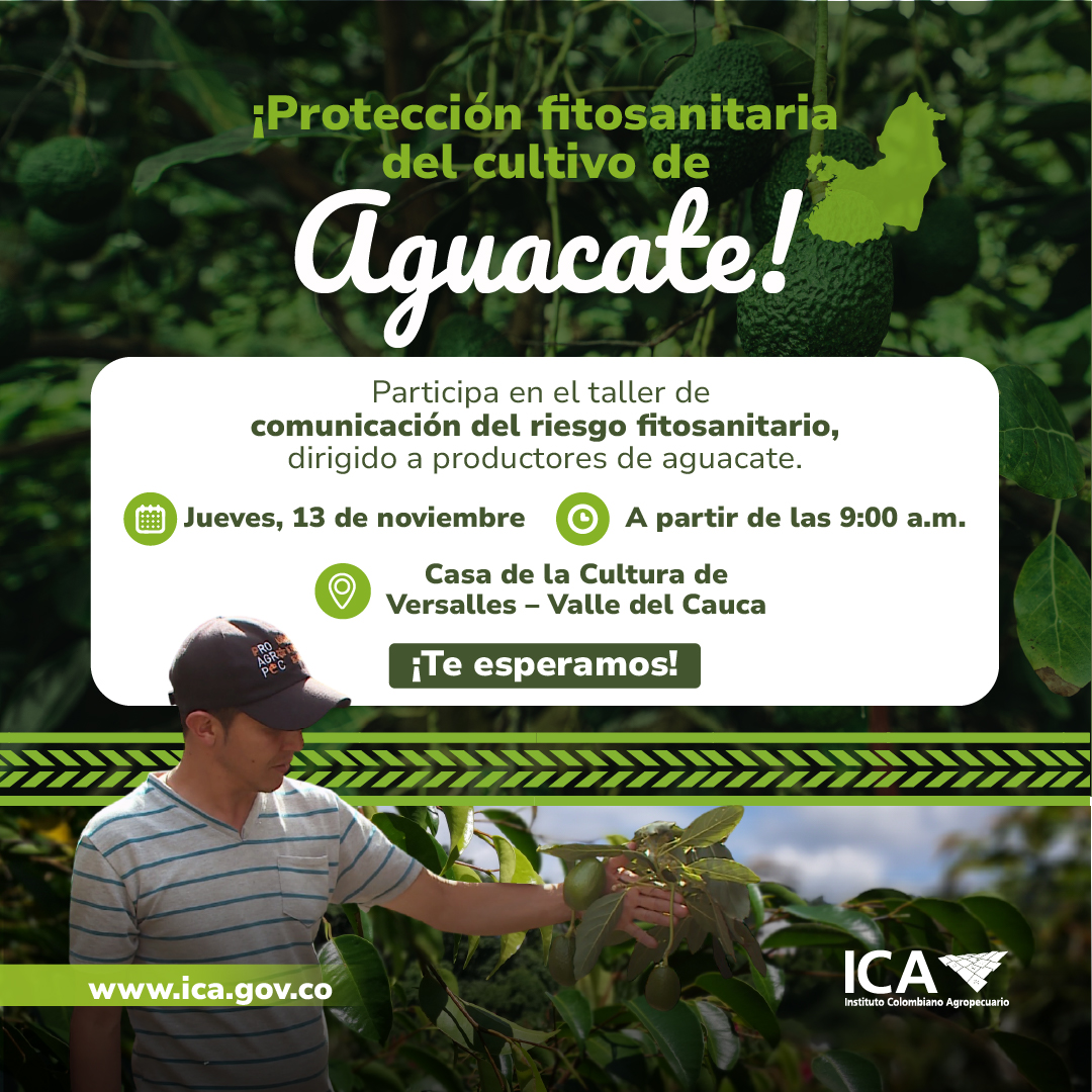 Aguacate.jpg
