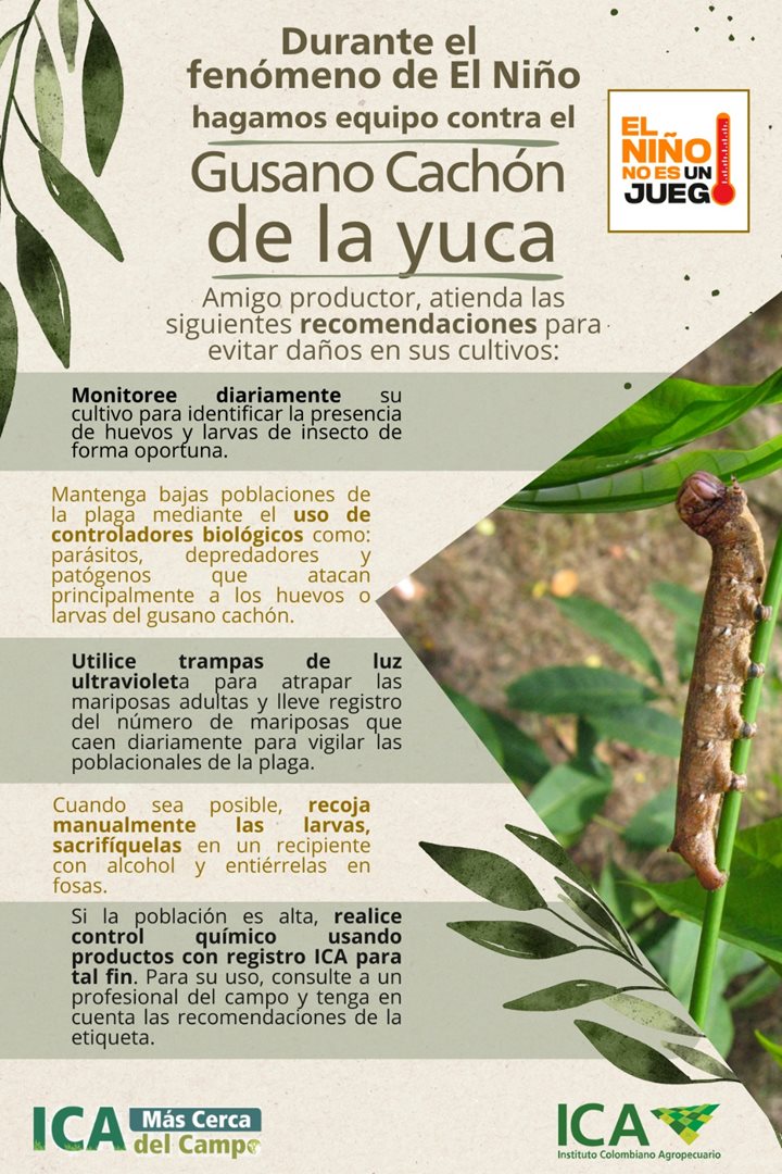 yuca-2.jpeg