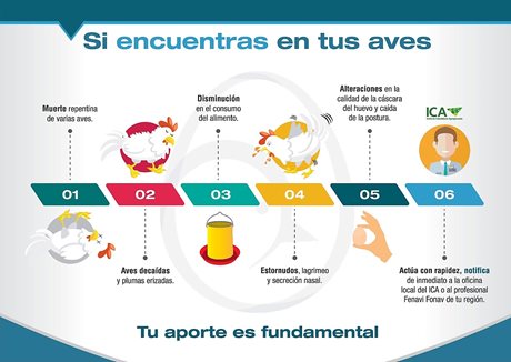 infografia_aviar_2.jpg