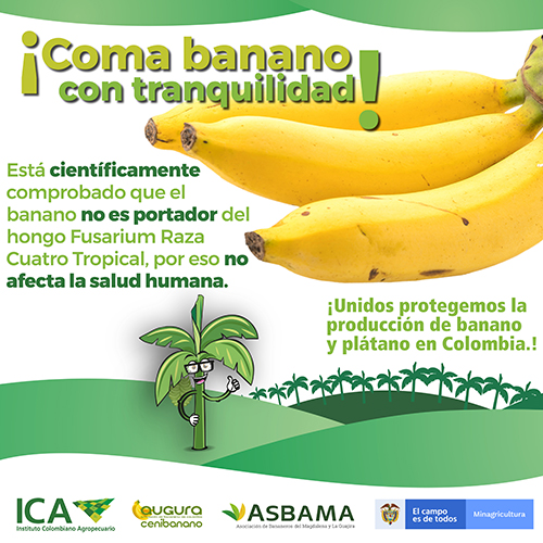 COMA-BANANO-TRANQUILO-web.jpg
