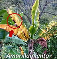 Amarillamiento Fusarium R4T