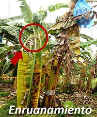 Enruanamiento Fusarium R4T