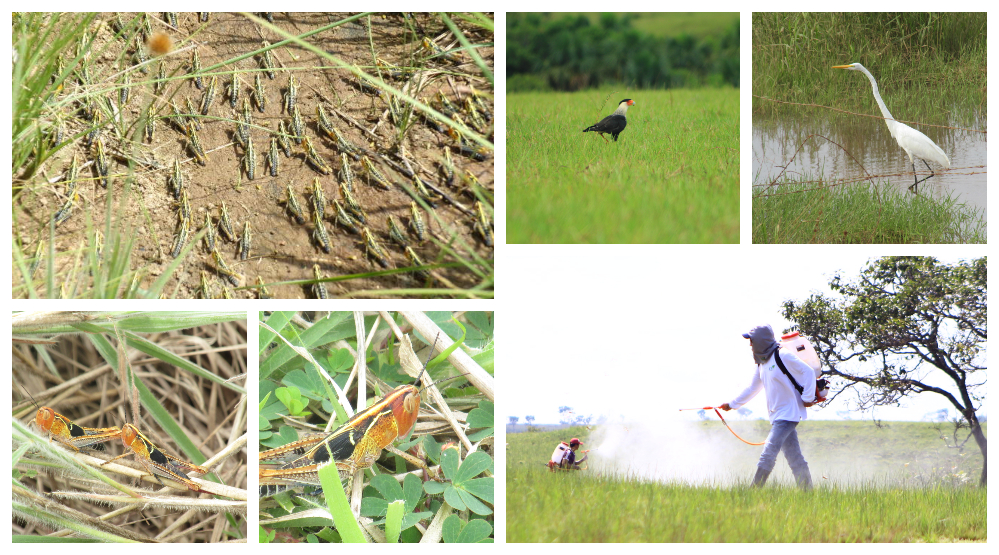 Collage-Langosta-3-1.jpg