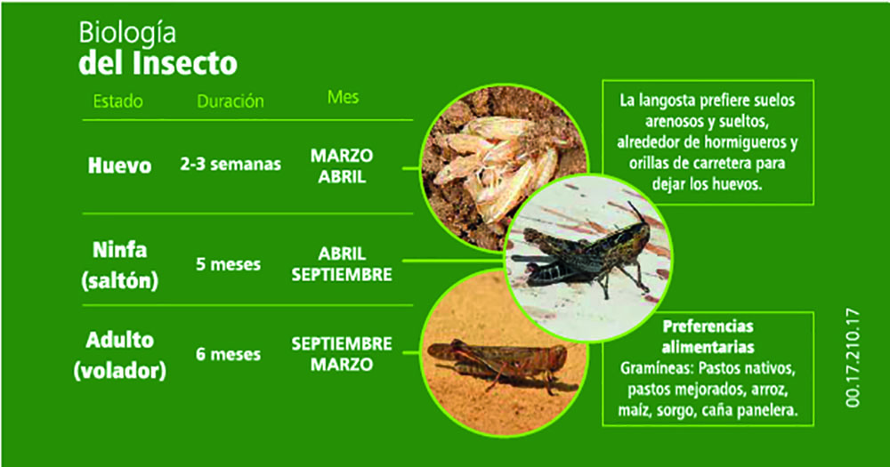 langostas-llanera-datos-1.jpg