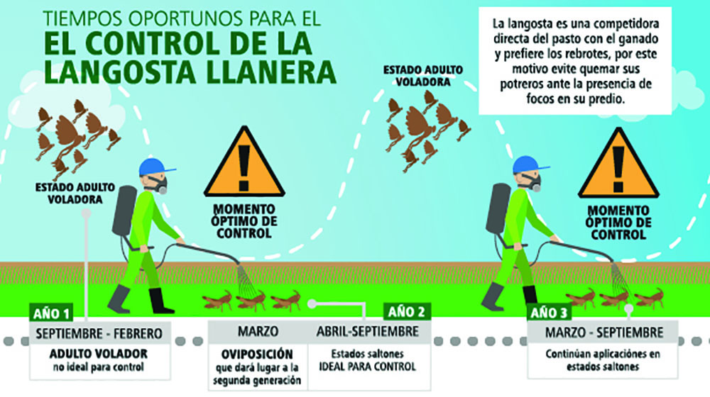 langostas-llanera-datos-3.jpg