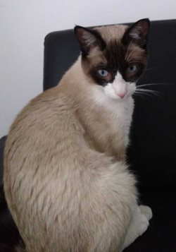 Gato-1.jpg Gato-1.jpg