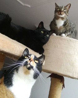 Gato-2.jpg Gato-2.jpg
